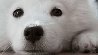 Funniest Animals 😄 New Funny Cats and Dogs Videos 2024 😹🐶 #53