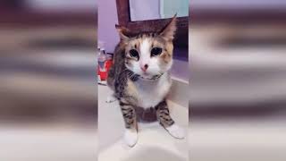 КОШКИ 2019 Смешные коты приколы с котами до слез – Смешные кошки 2019 – Funny Cats VIDEOZI RU
