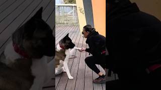 Funny dog TrainingUnleashing Fun with a Girl and her Spirited Canine Companion p2