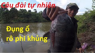 Đụng ổ cá rô phi khủng, câu đài cùng Minh Hiếu | Câu đài tự nhiên P1 | 27-06-2022