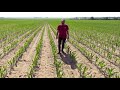 Опыт применения бинарного комплекса Корлеоне МИКС на посевах кукурузы в Беларуси