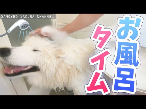 お風呂でモフモフが消えるサモエドさくら