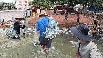 Chấn Động - Giây Phút Chú Chài Cá May Mắn Chài Zô Mánh Cá Đối Hàng Nghìn Con Tại Bãi Tắm Quá Đẹp