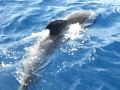 Omg its a whale lol tenerife boat ride from los gigantes on nashira uno