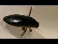 HUGE water scavenger beetle!