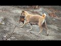 Mother dog carry a puppy up to the top of cliff