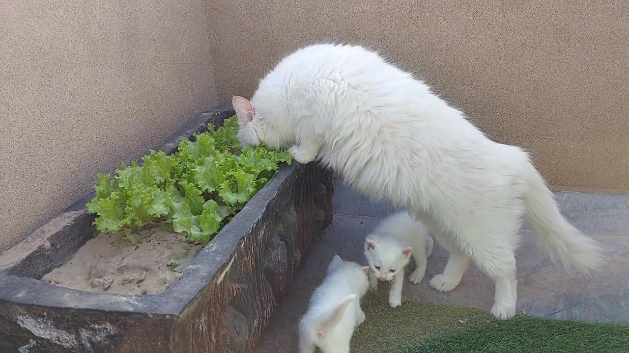 Mama Cat Won’t Obey – Stubborn Mother Cat Ignores Everything I Say! 😾🐾