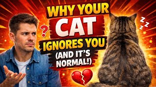 🐱 Why Your Cat Ignores You (But Still Loves You)