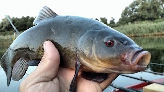 ЛИНЬ НА КУКУРУЗУ У КАМЫША рыбалка на поплавок ЛИНЬ НА КУКУРУЗУ У КАМЫША рыбалка на поплавок