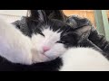 突然、猫にまみれる事務員
