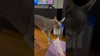 #greyhound #dog #cutedog  #italiangreyhound #dogclothes #iggy #cutedog #greyhound #pet#dogs