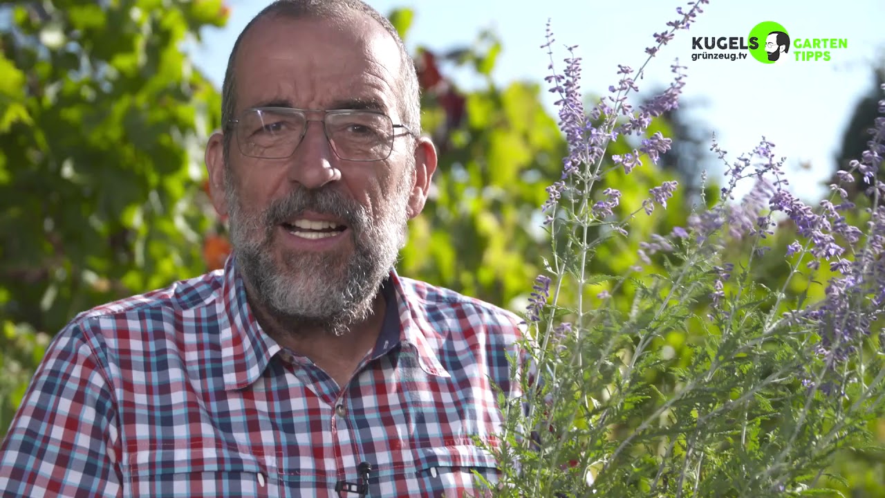 Hitzeverträgliche Pflanzen Gartentipps Von Volker Kugel Grünzeug Tv Youtube