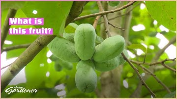 Pawpaw Trees | Volunteer Gardener