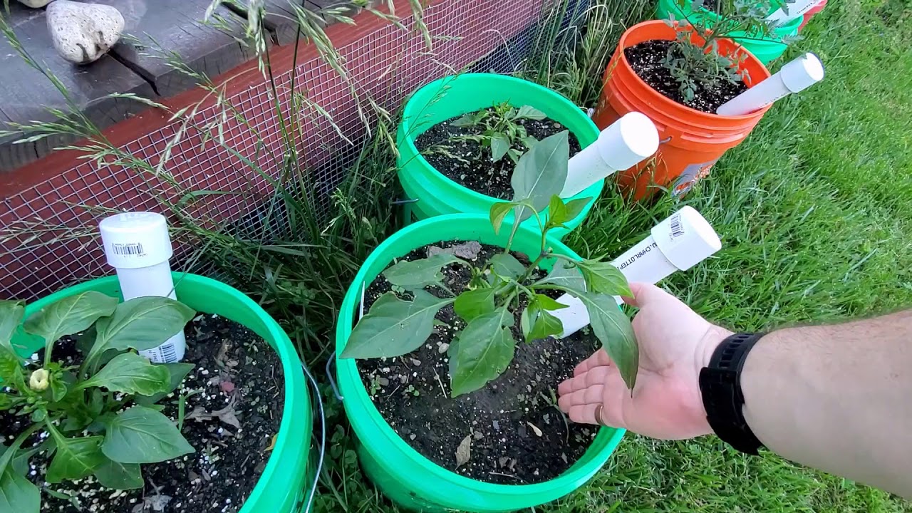 Yard and Garden Update Bucket Gardening 4