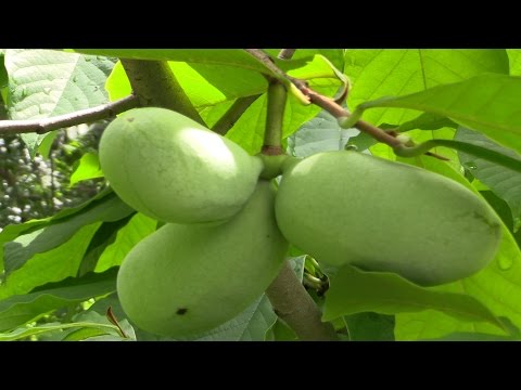 Paw Paw (Asimina triloba)-  The Largest American Fruit