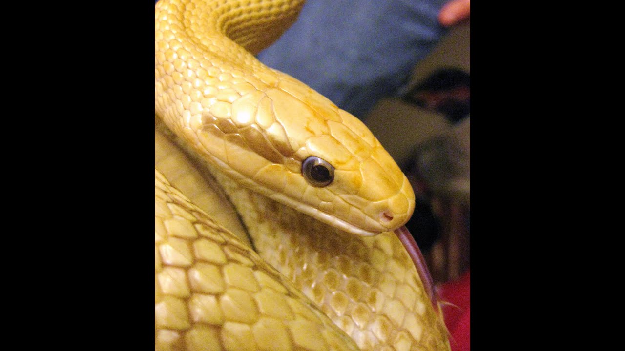 T+ Albino Chinese Beauty Rat Snake - Youtube