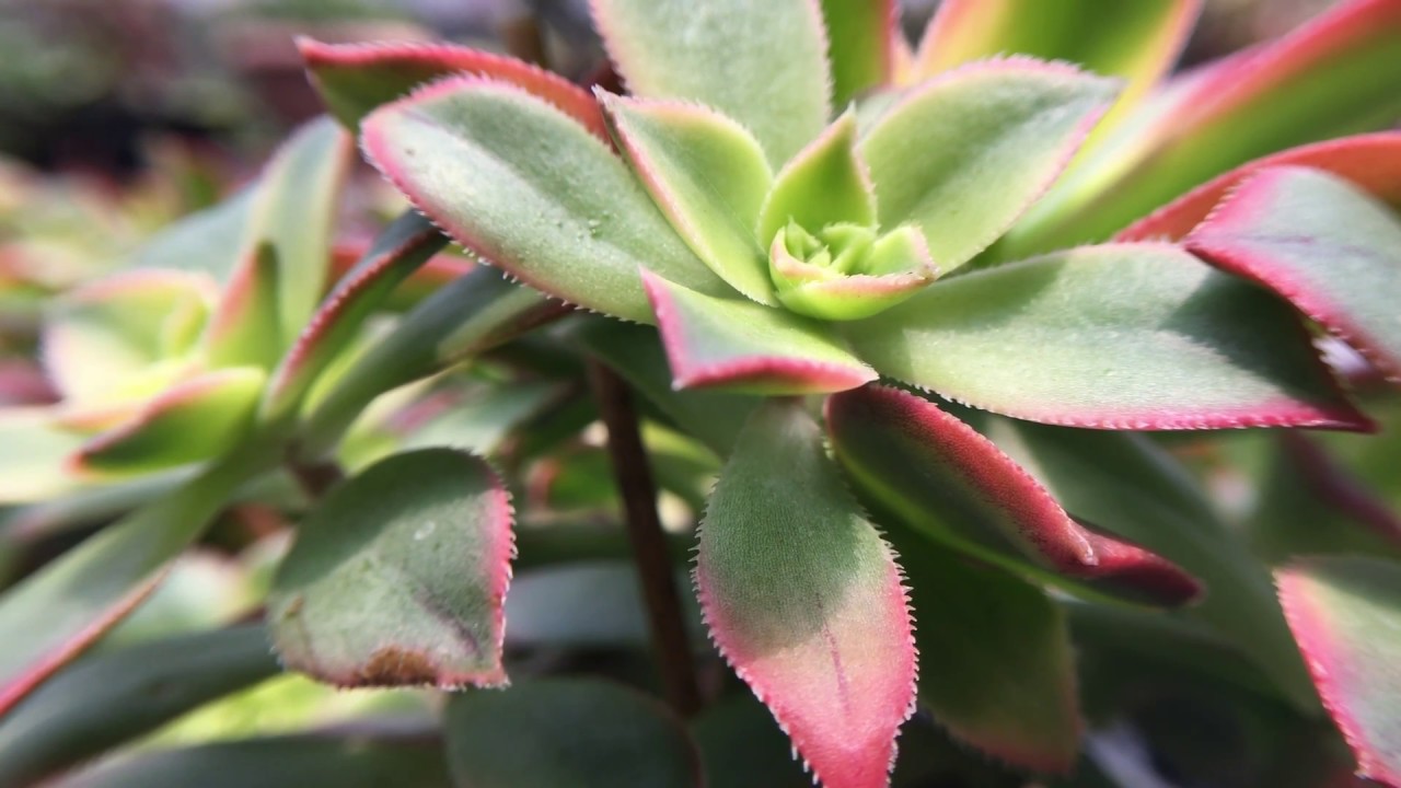 Aeonium Haworthii Cv Variegated 多肉植物辨識三色夕映 Youtube