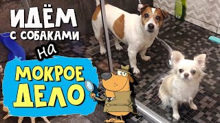 Как мы помыли собаку и что было потом Как мы помыли собаку и что было потом