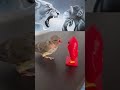 Angry chick yelling at an Angry Birds toy 😂🐥🐦
