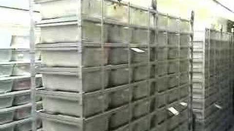 Ball Python Breeding footage - 01/26/08 part 1