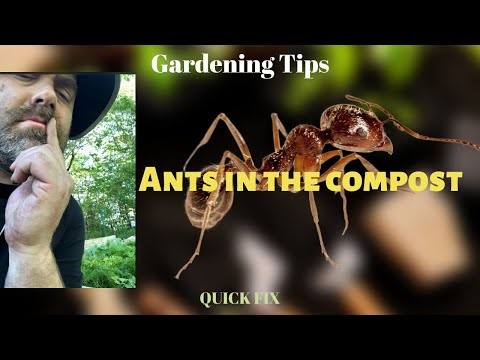 Can I Use Compost That Has Ants In It