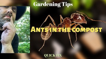Ants in the Compost - Quick Fix