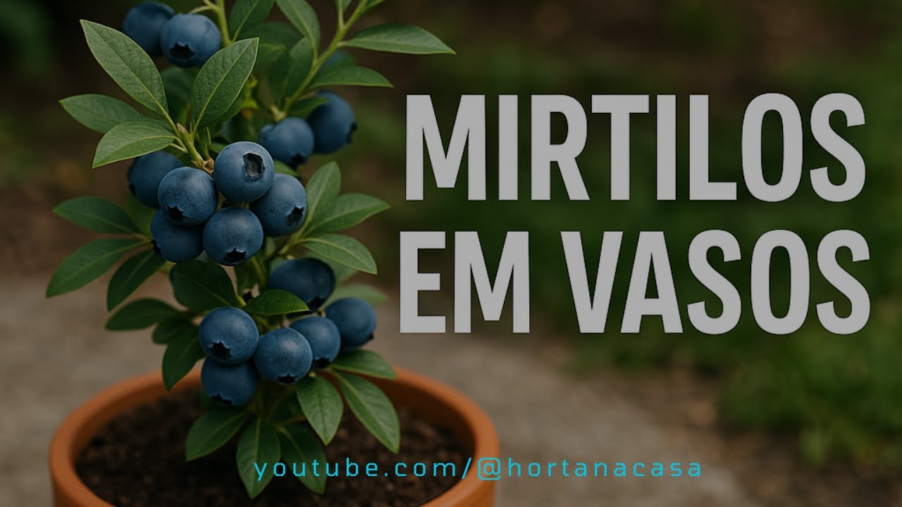 🍇 Como Plantar Mirtilo em Vaso e Ter Frutas em Casa!