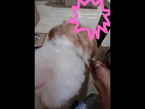 Video: Bailey’s Choice Dog Treats Opozarja Na Piščančje Trpežne Priboljške