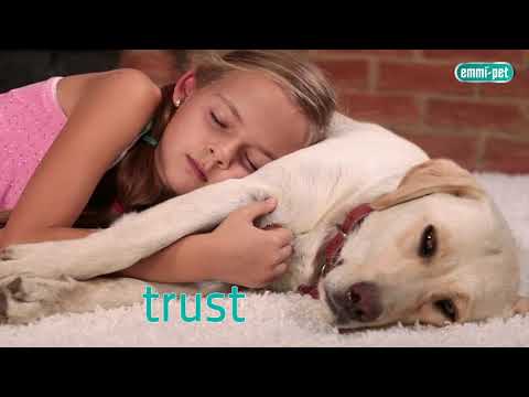Video: Pet Talk: Suojaa koirasi tassut