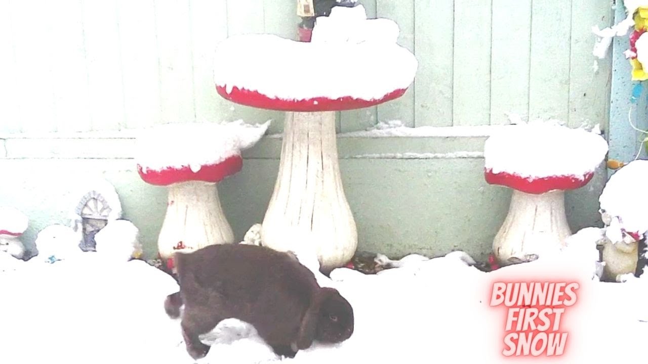 bunnies in the snow / 11 month old lop bunnies play in snow - YouTube