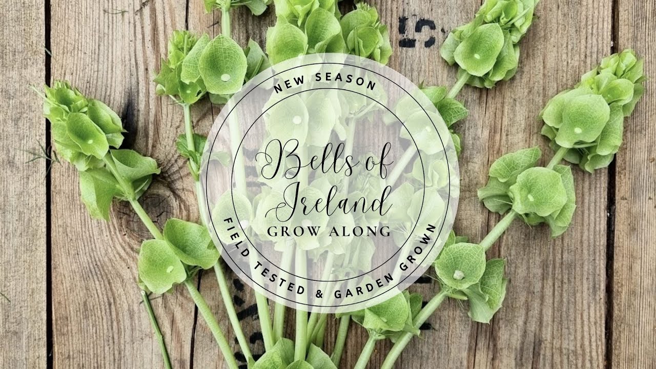 .	Bells of Ireland Grow-Along | How to Sow & Grow Molucella laevis