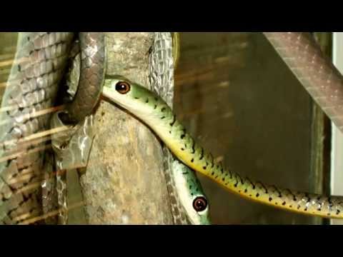 Boomslang Snake Facts: 19 Facts About The A Boomslang Snake