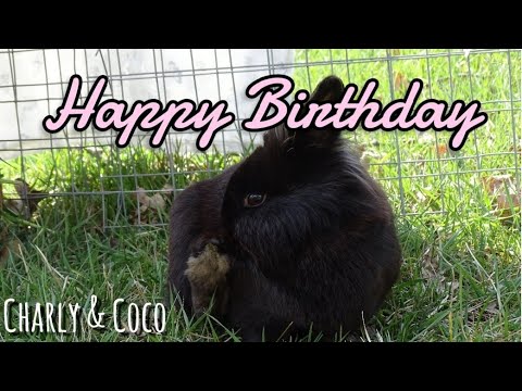 Video: Wie Man Kaninchenkuchen Macht