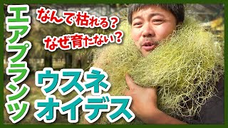 【エアプランツ】ウスネオイデスを解説