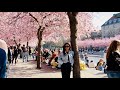 Stockholm spring famous cherry blossoms and charming shorelines 4k walk with no talk