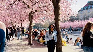 Stockholm spring: Famous cherry blossoms and charming shorelines. 4K Walk with no talk.