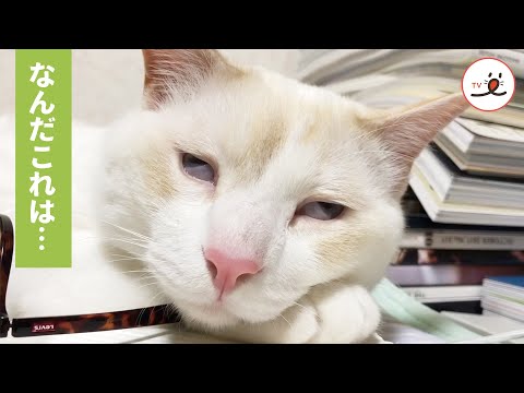 突如として異変が…😹 睡魔と戦う猫さんに密着💤【PECO TV】