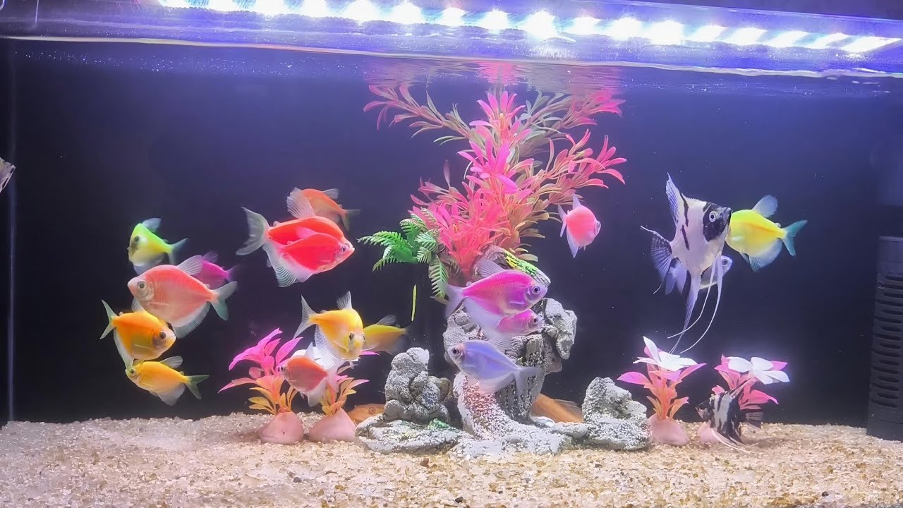 Ikan Manfish dan Glofish dalam 1 Aquarium