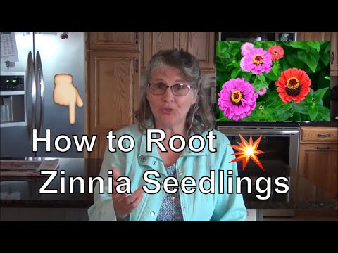 How to Root Zinnia Seedlings/ Propagating Zinnia Plants/Zinnia 101
