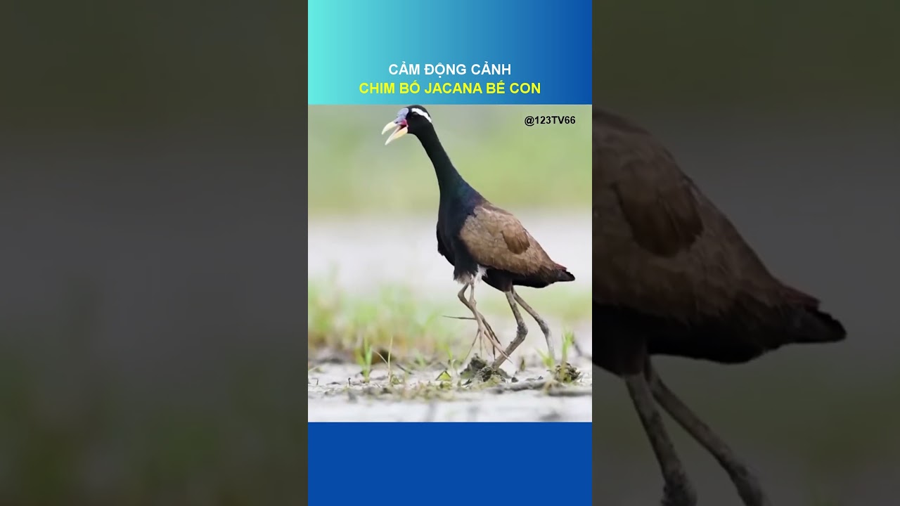 CẢM ĐỘNG CẢNH CHIM BỐ JACANA BẾ CON | 