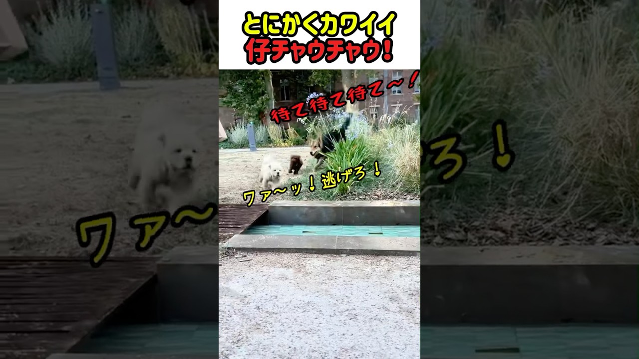 【笑劇】用水路で頭を痛打した仔チャウチャウと仲間たちが鬼ごっこ中に起きたこと! #いぬ #犬 #ワンコ #犬動画 #犬のいる暮らし #面白い #面白動画 #かわいい #カワイイ #shorts