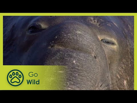 Elephant Seals - Fantastic Creatures - Go Wild