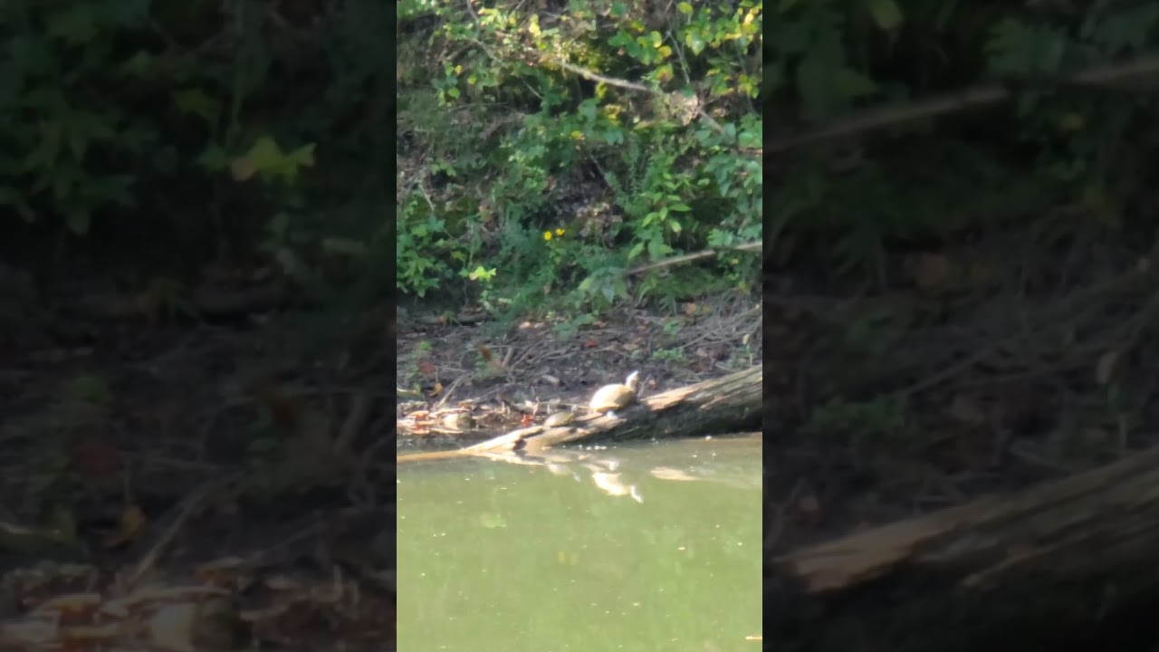 4k Turtles Sunbathing