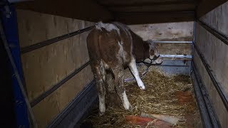 Bought a bull calf to raise