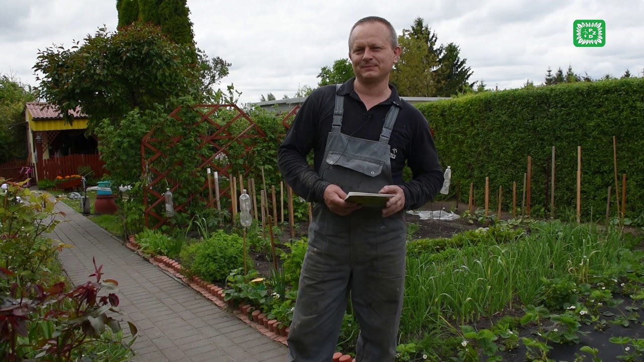 Marek Zalewski działkowiec ROD -Jedność- w Rypinie