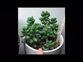 My succulent collection November 2017 part 2