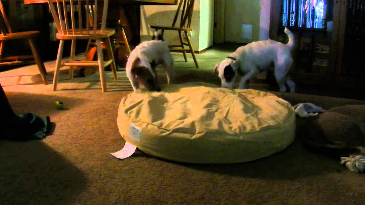 Jack Russell Terriers testing Orvis ToughChew Dog Bed YouTube