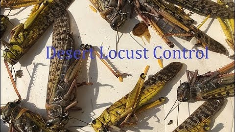 How can locust be controlled ?/how to control desert locust/How do you control a locust invasion?