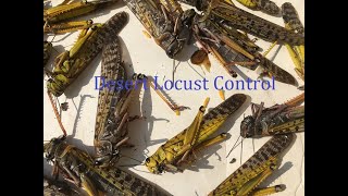 Healthy How can locust be controlled ?/how to control desert locust/How do you control a locust invasion? Care Tips