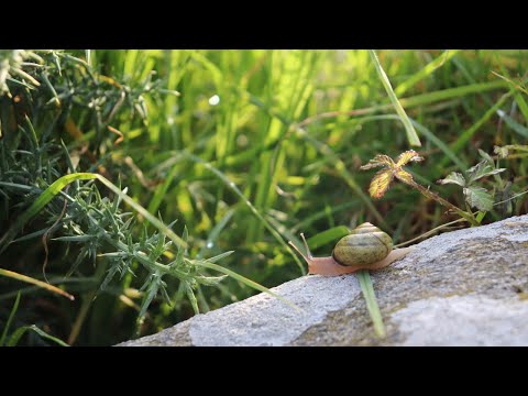 Galicia Vlog + Day trip to Porto and Aveiro